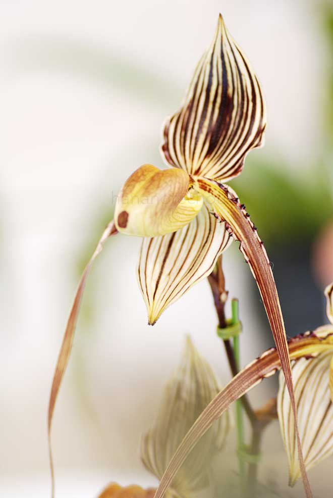 パフィオペディラム セント スイシン ’ミキエ’|花の手帖の蘭図鑑