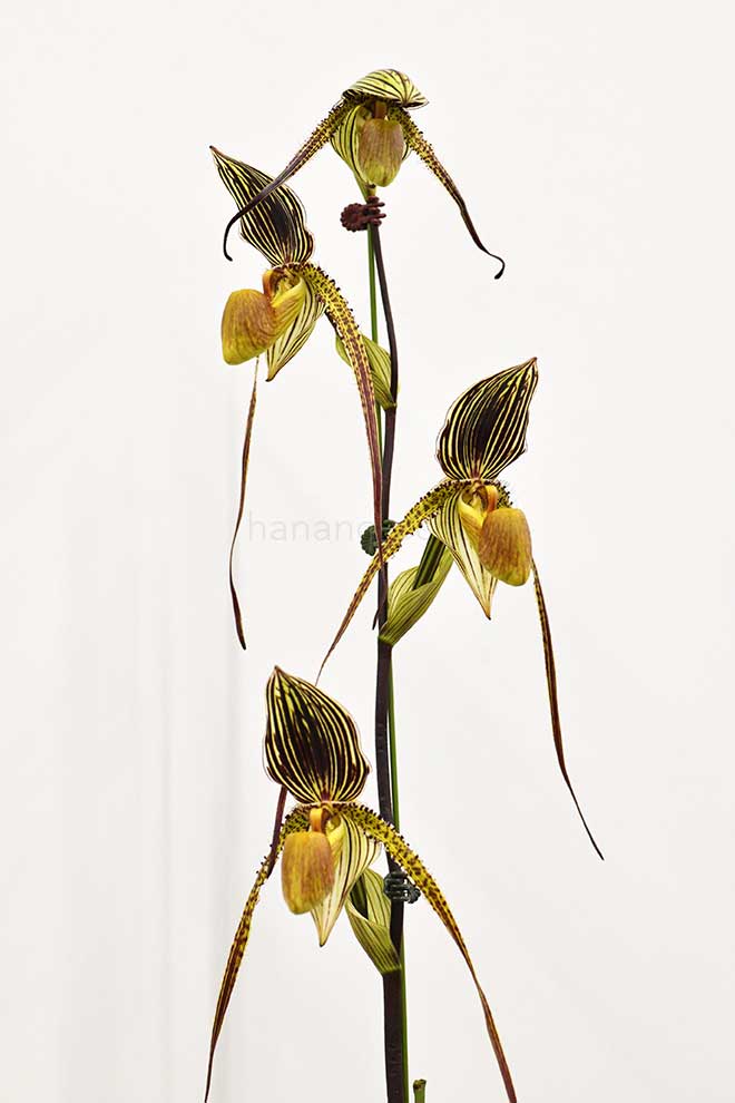 パフィオペディラム セント スイシン ’ペピーノ’|花の手帖の蘭図鑑