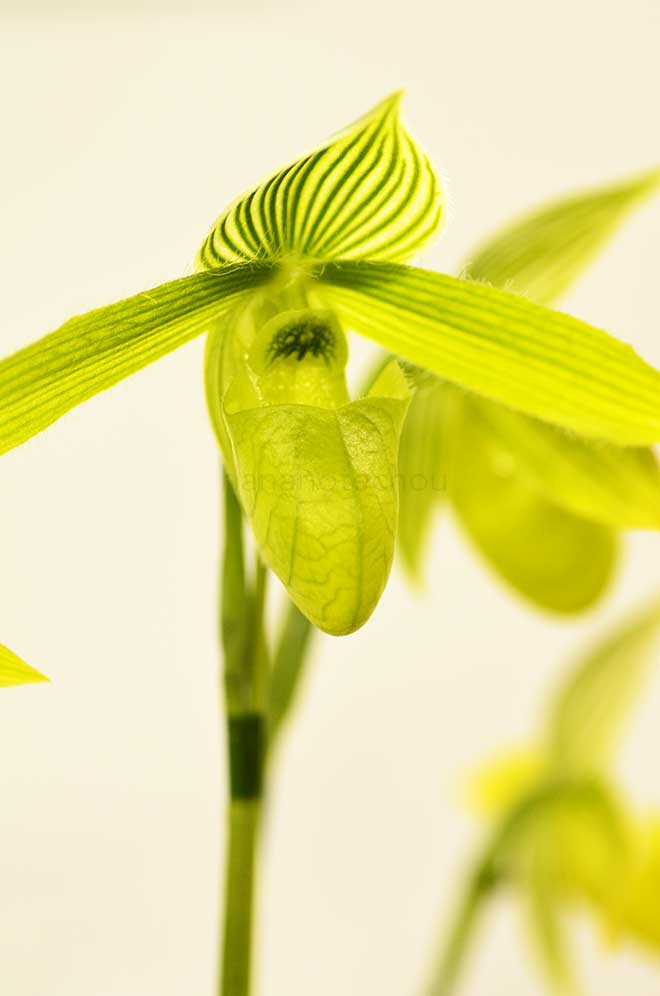 パフィオペディラム サイウン ’ピー グリーン’｜花の手帖の蘭図鑑