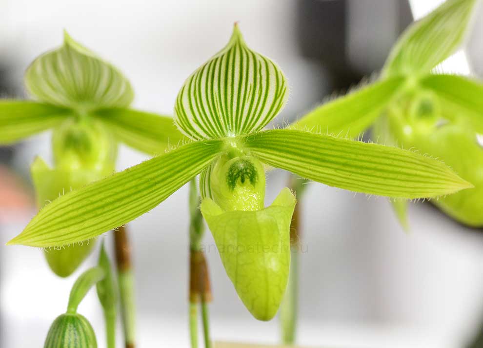 パフィオペディラム サイウン(アルビノ) ’テイク ハート’|花の手帖の蘭図鑑