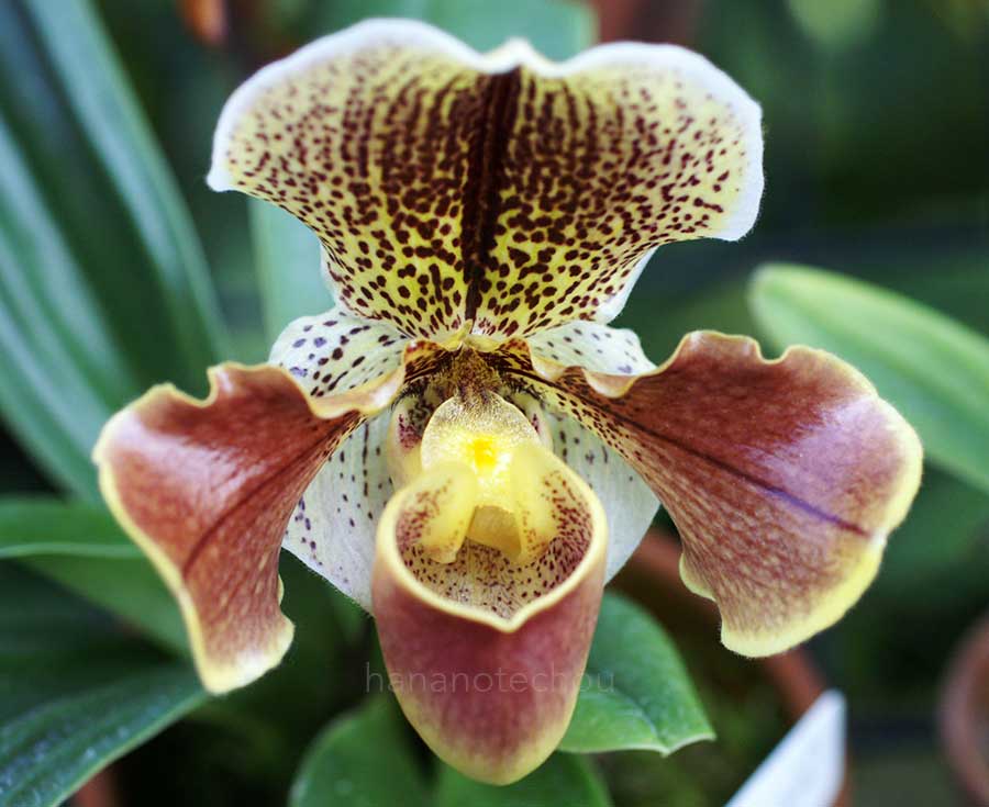 パフィオペディラム サツマ 'カラジシ'|花の手帖の蘭図鑑