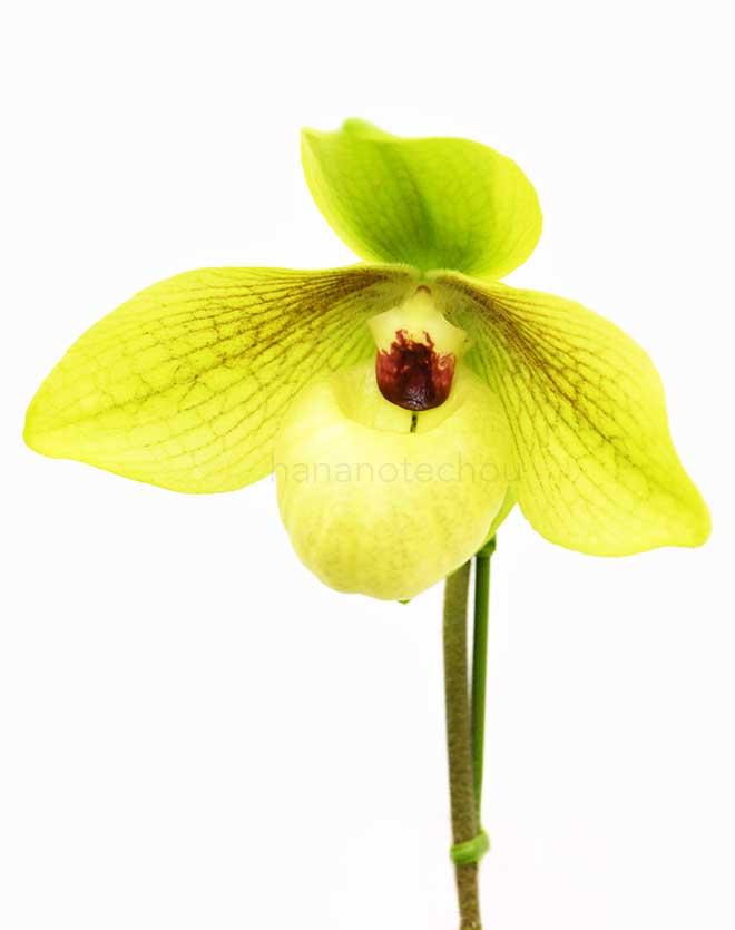 パフィオペディラム シュンファ ゴールデン ’レッド ラウンド’|花の手帖の蘭図鑑