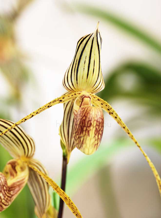 パフィオペディラム タイワン ’ホワイト レオ’｜花の手帖の蘭図鑑