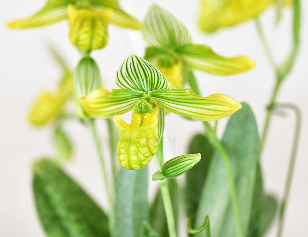 パフィオペディラム ベナスタム アルバム ’メイ’｜花の手帖の蘭図鑑