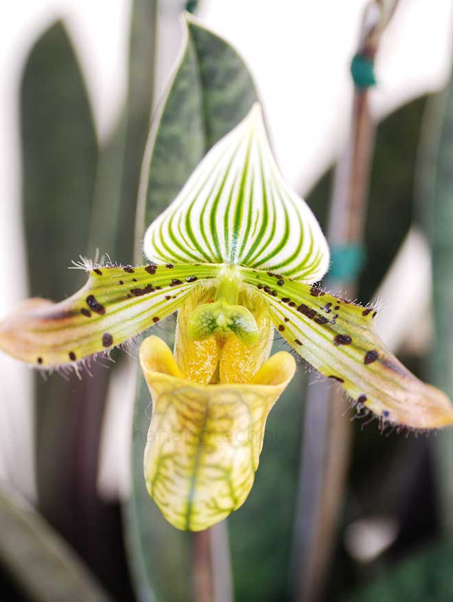 パフィオペディラム ベナスタム ’タカ’｜花の手帖の蘭図鑑