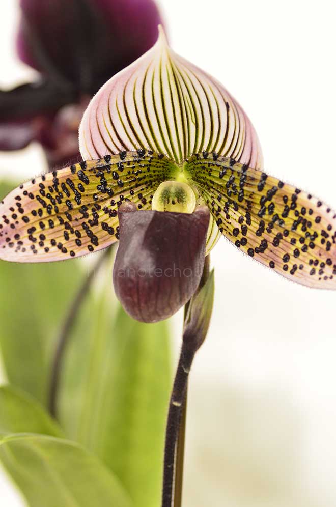 パフィオペディラム ヴォーグ ワンダー ’イッシキ サイレンス’|花の手帖の蘭図鑑