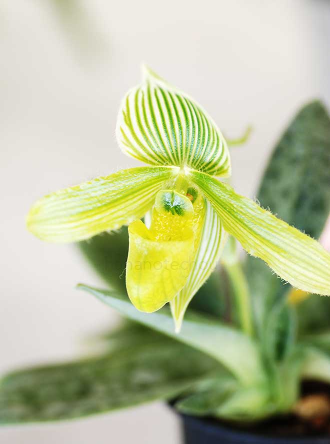 パフィオペディラム ワーディ 'ショウナン'｜花の手帖の蘭図鑑