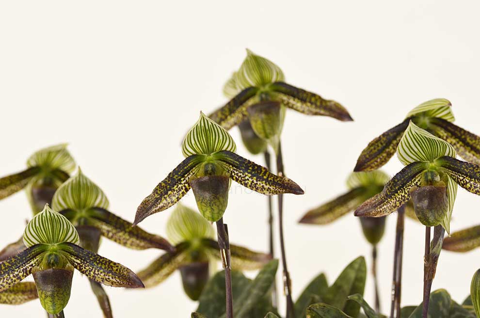 パフィオペディラム ワーディ ’デンイチロウ’|花の手帖の蘭図鑑