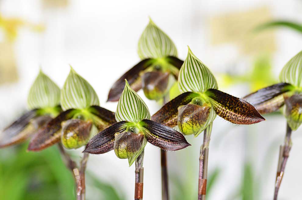 パフィオペディラム ワーディ ’F. ヤマモト’|花の手帖の蘭図鑑