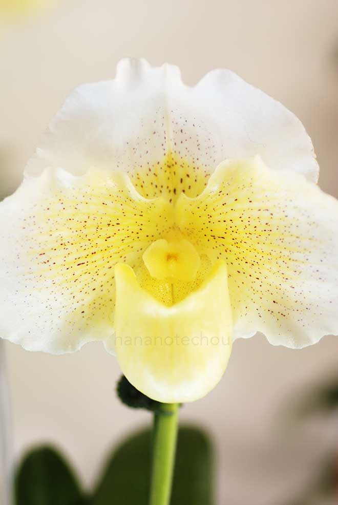 パフィオペディラム ホワイト ナイト x ストーン ラブリー 'マツモト'|花の手帖の蘭図鑑