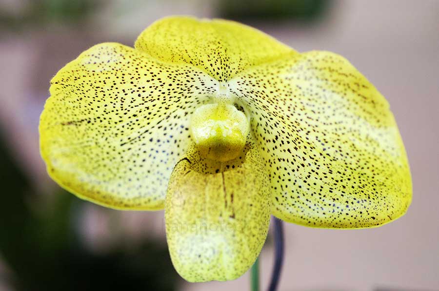 パフィオペディラム ウォスナー　ベラルミ　'UFO'｜花の手帖の蘭図鑑