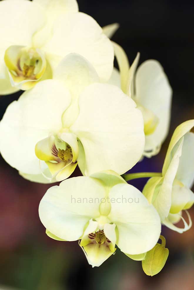 ファレノプシス エメロード K61105-2｜花の手帖の蘭図鑑