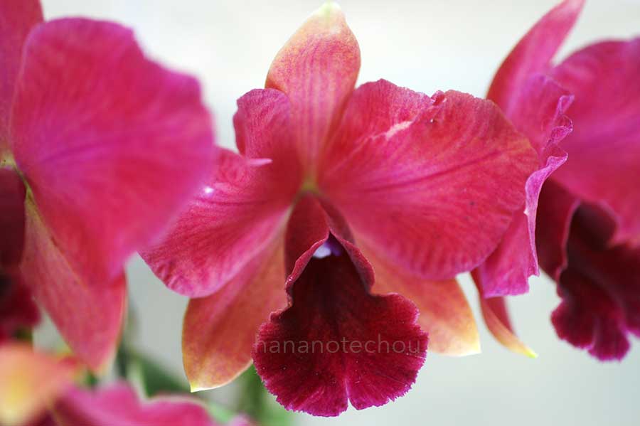  ｜花の手帖の蘭図鑑