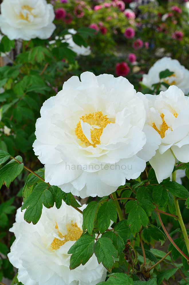 ボタン 五大州｜花の手帖の牡丹図鑑