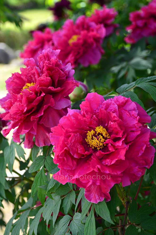 ボタン 紅輝獅子｜花の手帖の牡丹図鑑