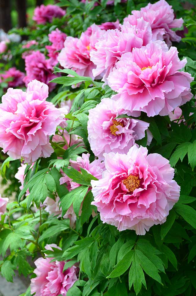 ボタン 大御世｜花の手帖の牡丹図鑑