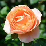 バラ アベイドゥクリュニー｜花の手帖の薔薇図鑑