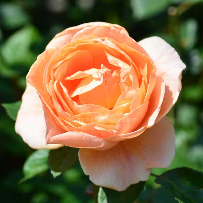 バラ アベイ ドゥ クリュニー
｜花の手帖の薔薇図鑑