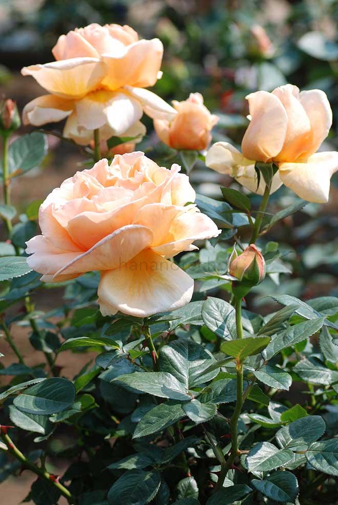 バラ アベイ ドゥ クリュニー
｜花の手帖の薔薇図鑑