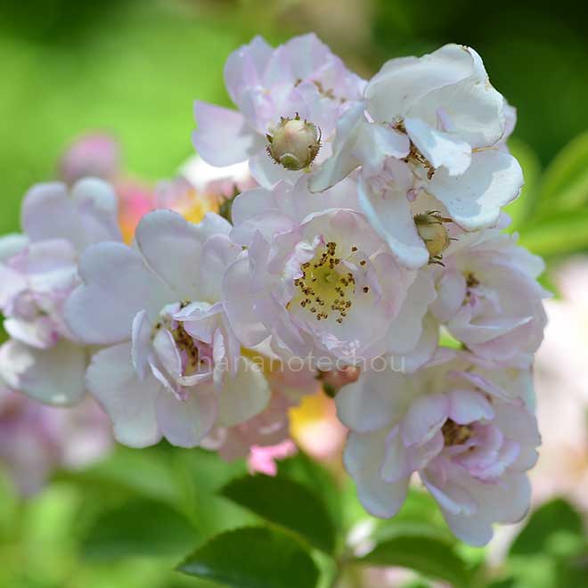 バラ アビゲイル アダムス ローズ|花の手帖の薔薇図鑑