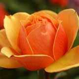 バラ ｜花の手帖の薔薇図鑑