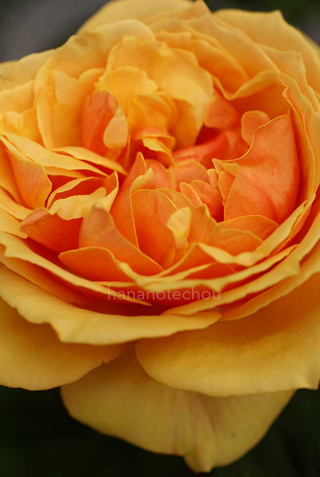 バラ アバウト フェイス｜花の手帖の薔薇図鑑