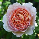 バラ ｜花の手帖の薔薇図鑑