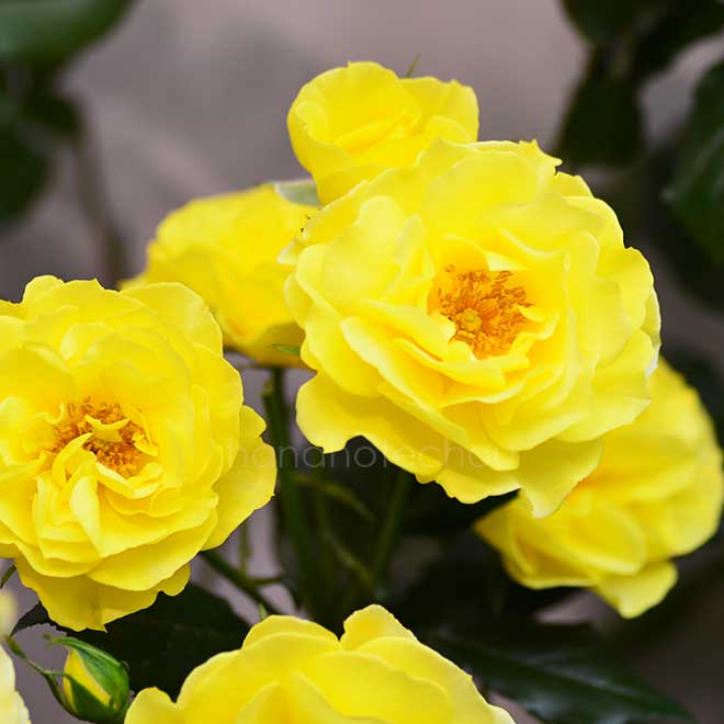 バラ アカデミー オルレアン|花の手帖の薔薇図鑑