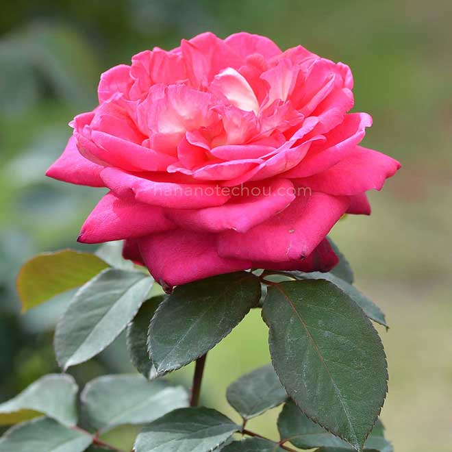 バラ アカペラ｜花の手帖の薔薇図鑑