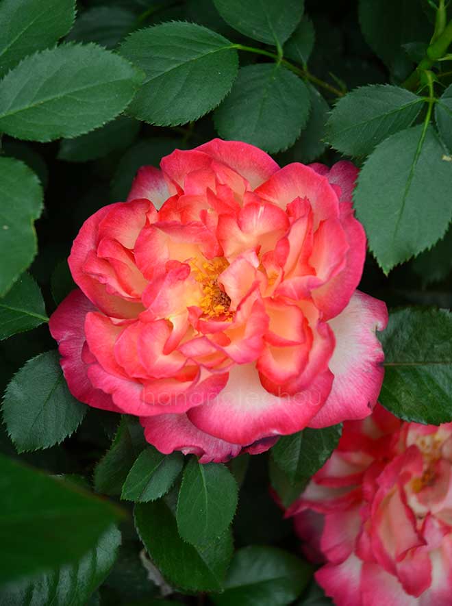 バラ アキレス｜花の手帖の薔薇図鑑