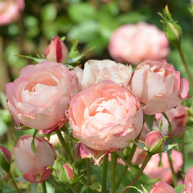 バラ アクロポリス ロマンティカ｜花の手帖の薔薇図鑑