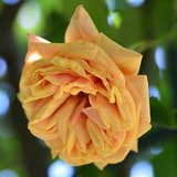 バラ アダム|花の手帖の薔薇図鑑