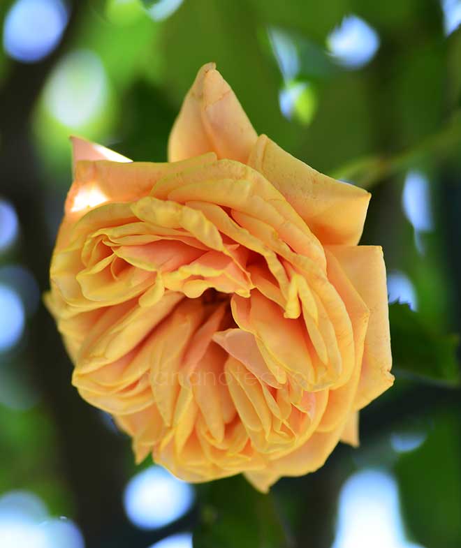 バラ アダム｜花の手帖の薔薇図鑑