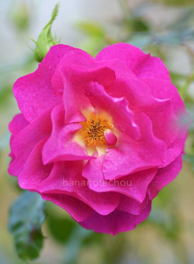 バラ アダムス ローズ｜花の手帖の薔薇図鑑