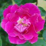 バラ 艶姿｜花の手帖の薔薇図鑑