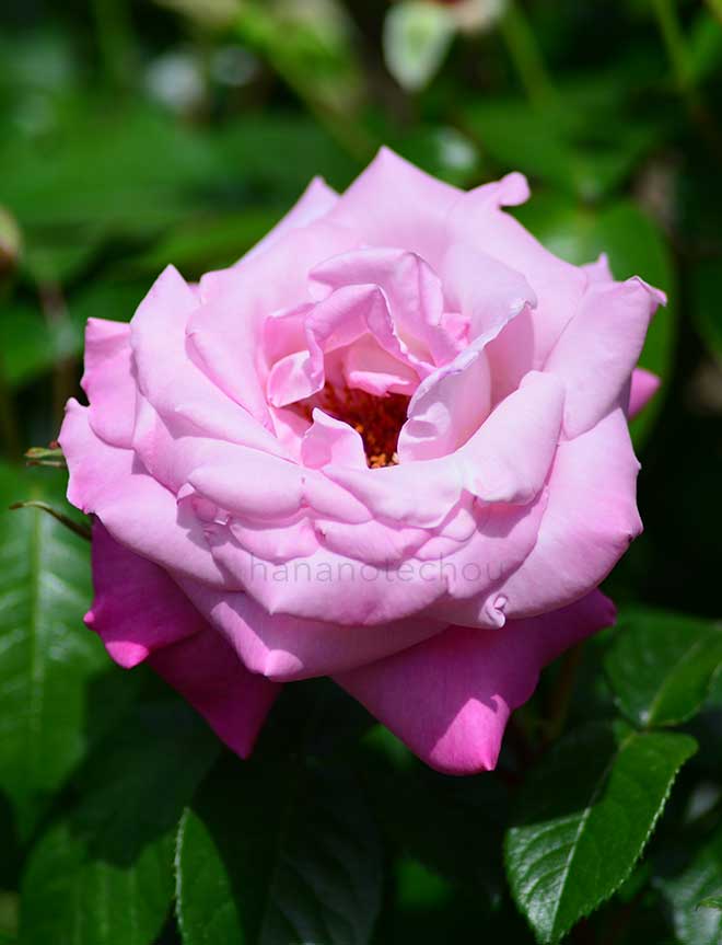 バラ アドミラル ロドニー｜花の手帖の薔薇図鑑