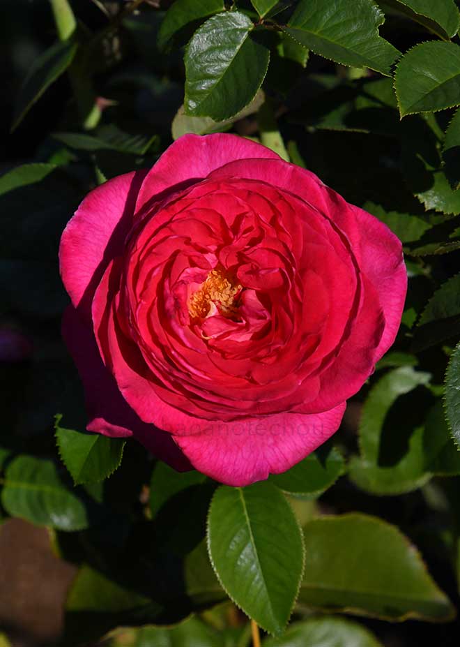 バラ アドーア ロマンティカ|花の手帖の薔薇図鑑