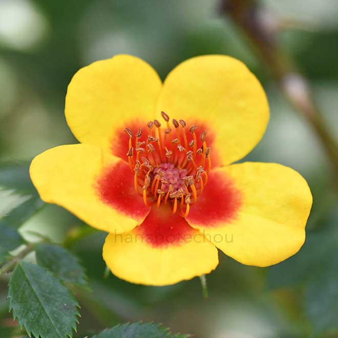バラ アフガン ガール｜花の手帖の薔薇図鑑