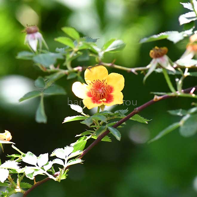 バラ アフガン ガール｜花の手帖の薔薇図鑑
