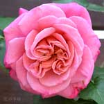 バラ アニエス シリジェル|花の手帖の薔薇図鑑