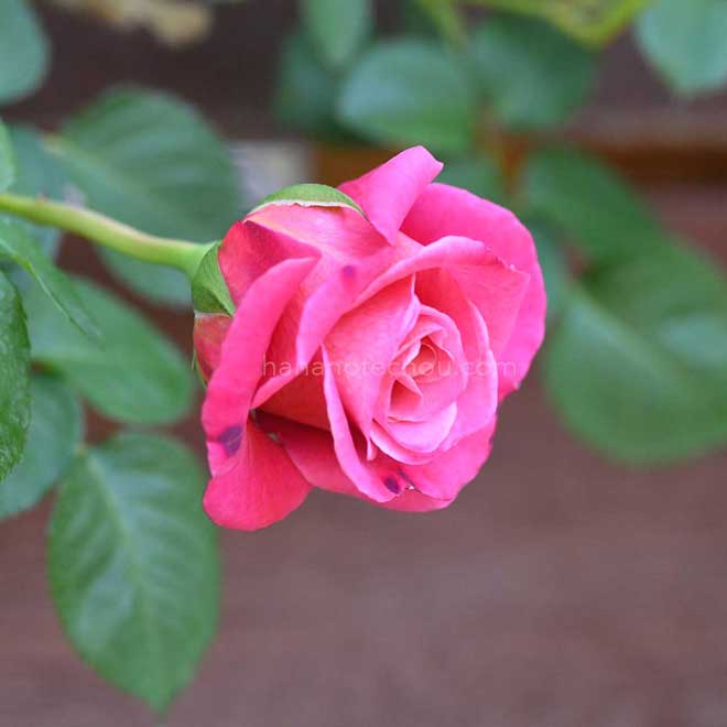 バラ アニエスシリジェル|花の手帖の薔薇図鑑