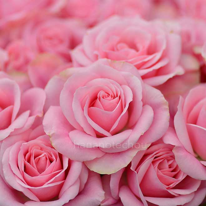 バラ アイリーン｜花の手帖の薔薇図鑑