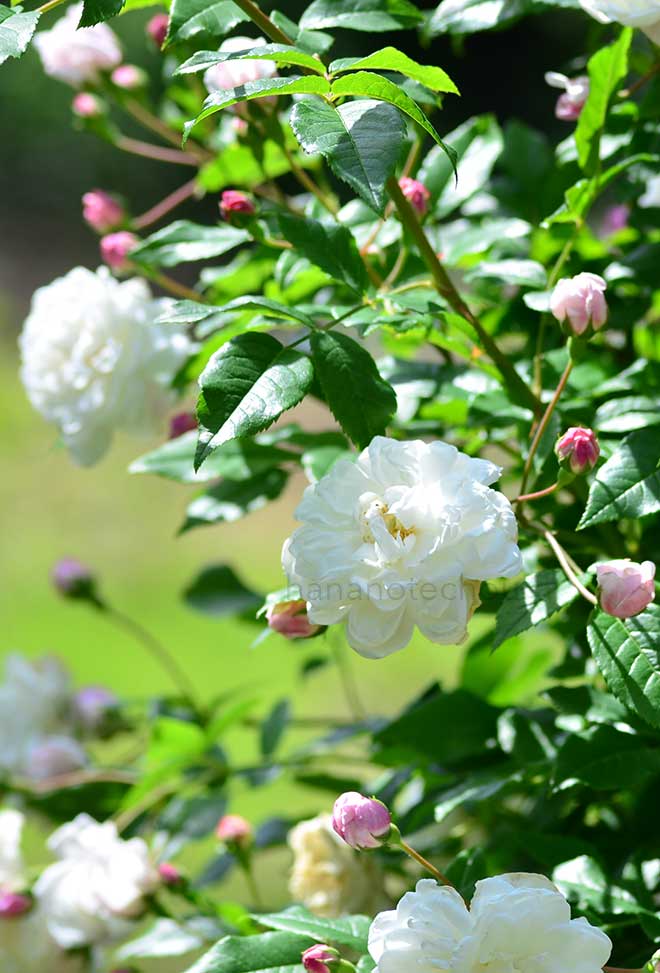 バラ エメ ビエール|花の手帖の薔薇図鑑