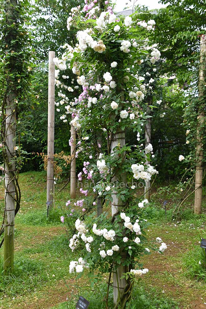 バラ エメ ビエール|花の手帖の薔薇図鑑