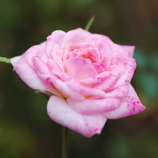 バラ エールフランス｜花の手帖の薔薇図鑑