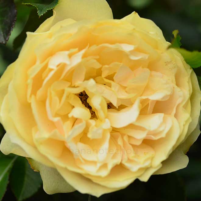 バラ あかり｜花の手帖の薔薇図鑑