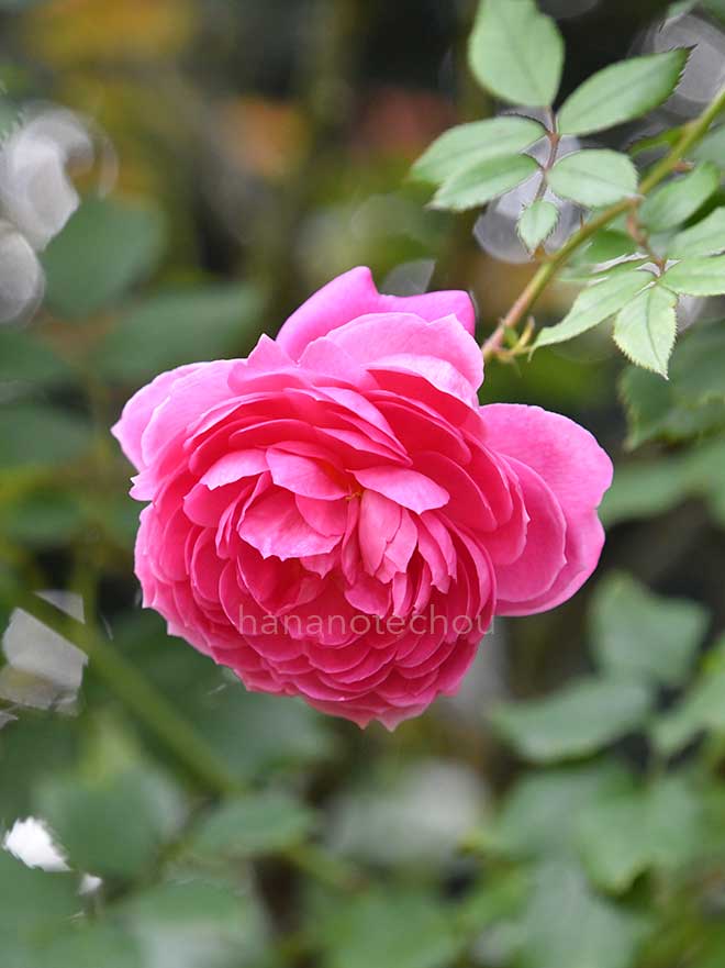 バラ アラン ティッチマーシュ｜花の手帖の薔薇図鑑