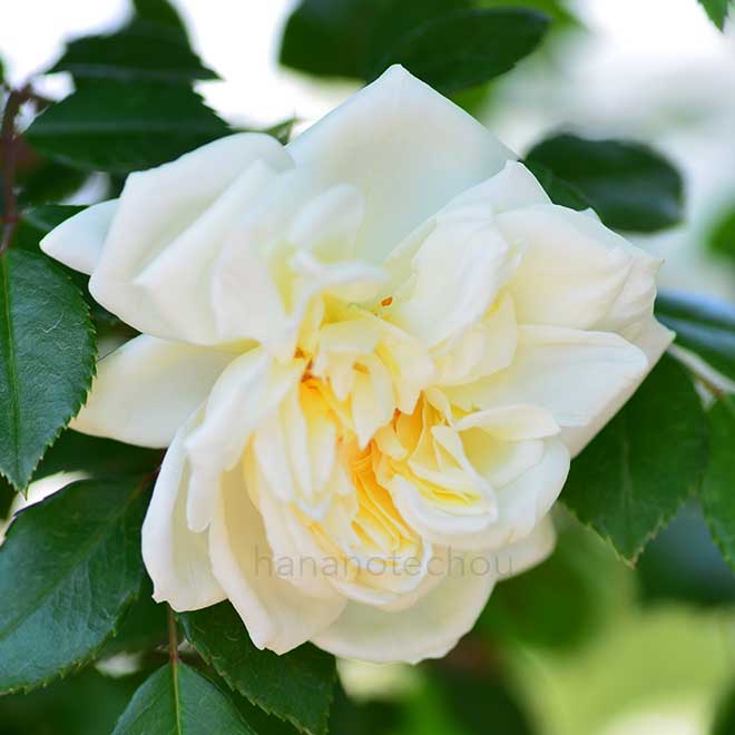 バラ |花の手帖の薔薇図鑑