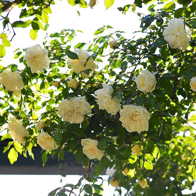 バラ |花の手帖の薔薇図鑑