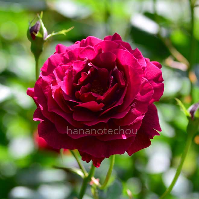 バラ つる アルバート ラ ブロタイス｜花の手帖の薔薇図鑑